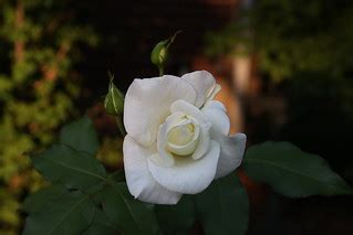 White Rose 2008 | Jim, the Photographer | Flickr