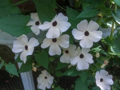 Thunbergia alata 'Suzie White' Seed