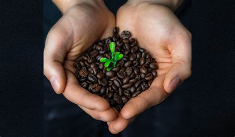 Coffee Plant Care and Growth Tips in 2023