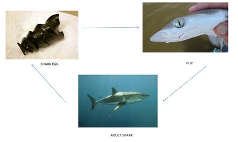 LIFE CYCLE - GREAT WHITE SHARK