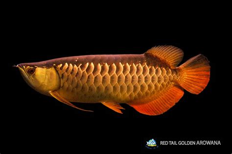 Temporary blog for Wan Hu, Arowana Division of Qian Hu Corp: Types of Asian Arowana we supply