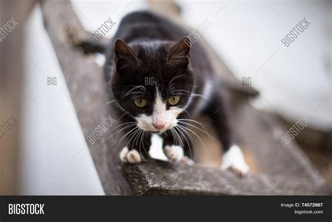 Black Cat White Paws Image & Photo (Free Trial) | Bigstock