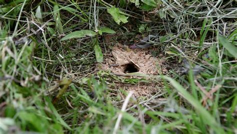 Hornet's Nest In The Ground Stock Footage Video 4079650 - Shutterstock