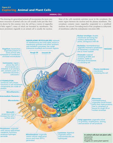 Science Info Corner: Animal and Plant Cells