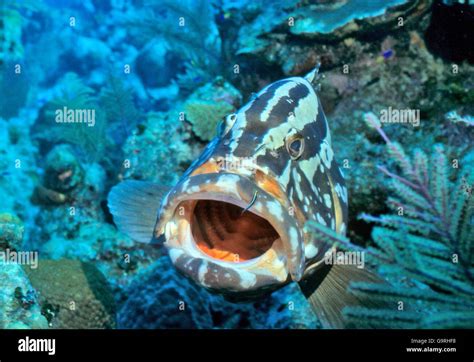 Nassau Grouper / (Epinephelus striatus Stock Photo - Alamy