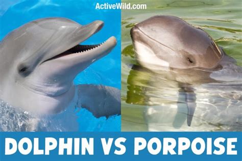 Dolphin Vs Porpoise: What Is The Difference Between Dolphins & Porpoises?