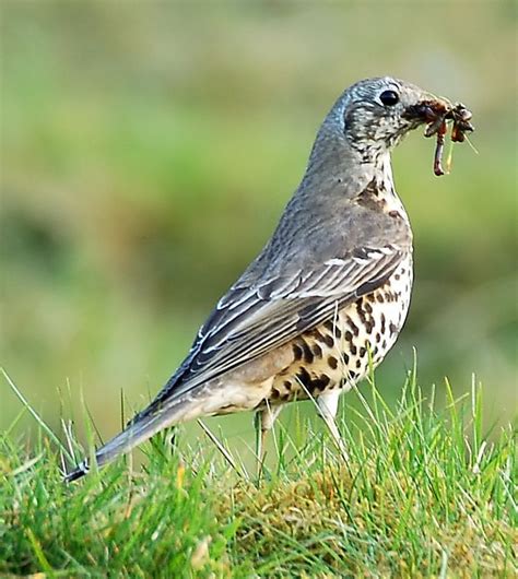 mistle thrush | BirdForum