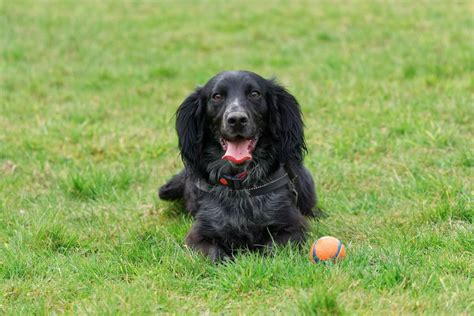 Black Cocker Spaniel Mix Puppies