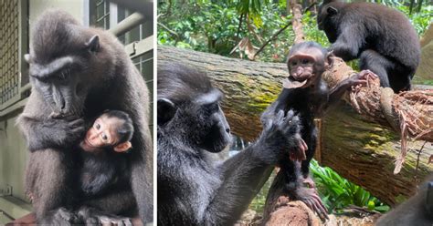 S'pore Zoo welcomes baby Celebes crested macaque, a critically-endangered species - Mothership ...