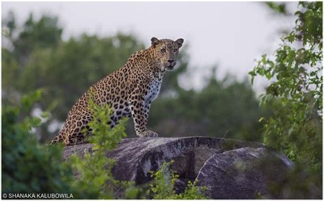 Leopard on famous leopard rock at dusk | Yala National Park,… | Flickr