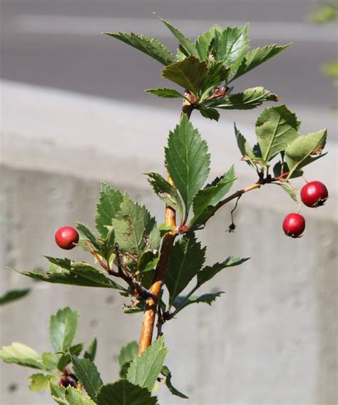 Crataegus douglasii (Douglas hawthorn) - City of Fort Collins