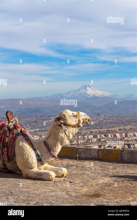 camel in cappadocia rock landscapes, in Anatolia. Turkey Stock Photo - Alamy