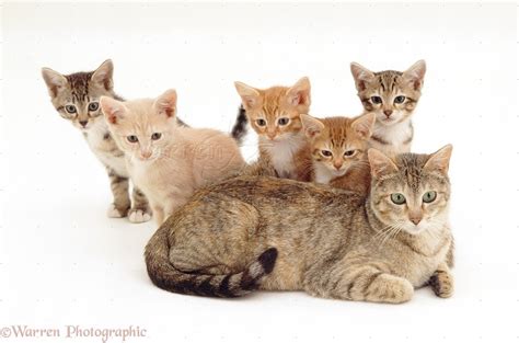 Mother cat with her five kittens behind her photo WP19146