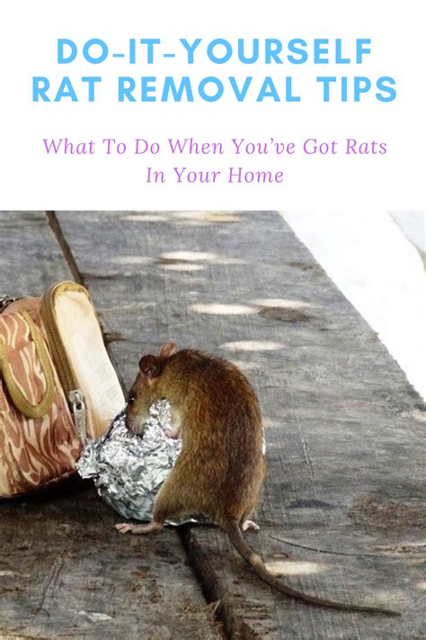 Rat Removal - What To Do When You've Got Rats In Your Home