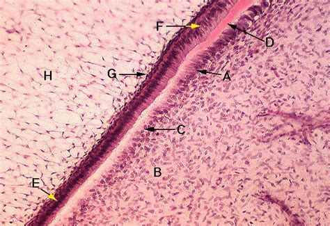 Developing Odontoblasts