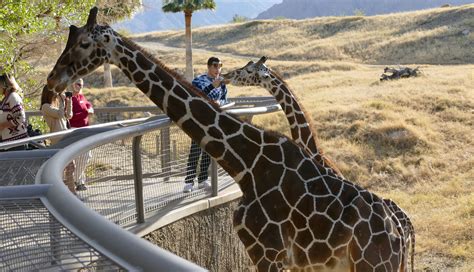 The Living Desert Has Been Nominated for ‘Best Zoo’