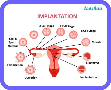 Implantation - In Reproduction (with diagram and full process)