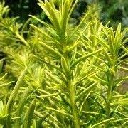 Taxus cuspidata 'Dwarf Bright Gold' (Japanese yew 'Dwarf Bright Gold ...