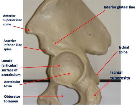 Pelvis | Brain anatomy, Hip bones, Surface