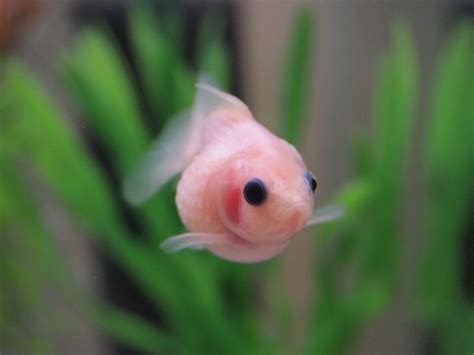 Bubble-eyed Goldfish by Chi Liu on Flickr. | Cute fish, Pet fish ...