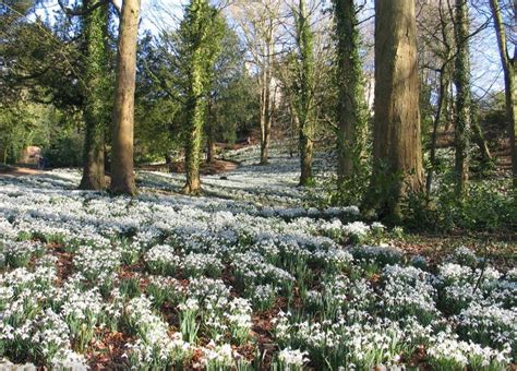 Four of the best places to see Snowdrops in the Cotswolds - Cotswold Family Holidays