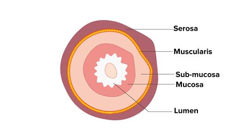 Stomach Tissue Layers