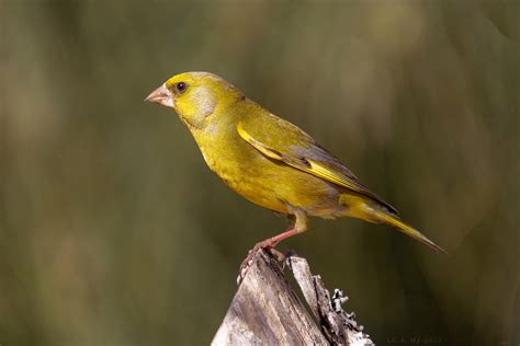 Carduelis chloris | JuzaPhoto