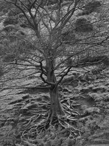 metal tree | perfect image for an ambient black metal album … | Flickr
