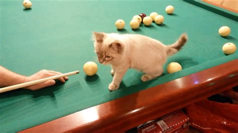 cat playing billiards - YouTube