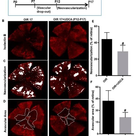 UDCA treatment halts reactive gliosis and preserves neuronal cells in... | Download Scientific ...