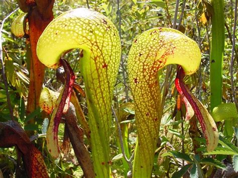 Lobster-pot Traps - Darlingtonia Californica - 9 Insectivorous Plants You May Not Hear Of ...