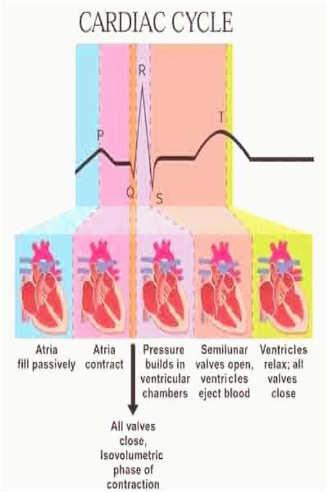 cycle PQRST heart rhythm interpretation | Nursing school survival ...