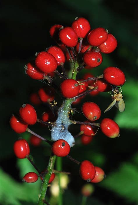 Baneberry | Montana Outdoors