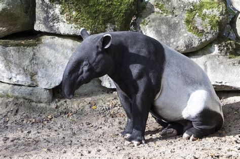 Tapir Facts: 50 Things You Should Know About About The Gardeners Of The Forest | Facts.net