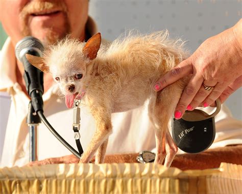 Chinese crested mix voted ‘ugliest dog’ - The Washington Post