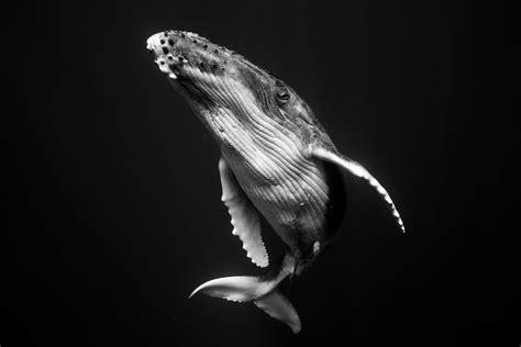 Underwater Photography Series of Intimate Humpback Whale Portraits