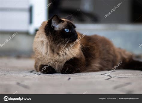 Brown Himalayan Cat