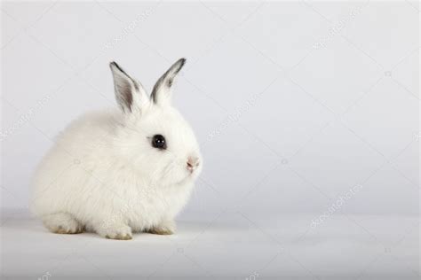 White Baby Rabbits