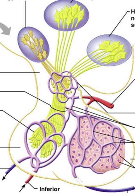 Endocrine Diagram | Quizlet