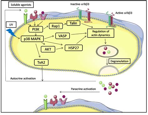 IJMS | Free Full-Text | The Signaling Role of CD40 Ligand in Platelet ...