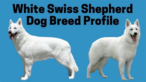 White Swiss Shepherd Dog Breed Profile - YouTube