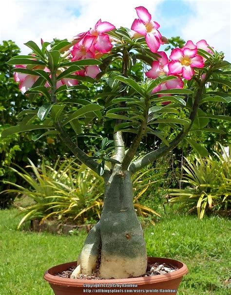 Adenium Bonsai Training - Beginner Level in the Adeniums forum - Garden.org