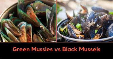 green-mussels-vs-black-mussels-exploring-the-differences | Food Readme