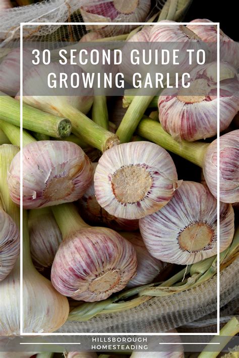 guide to growing garlic | Growing garlic, Growing vegetables, Organic ...