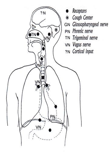 Mechanism of Cough and Sneeze – Medchrome