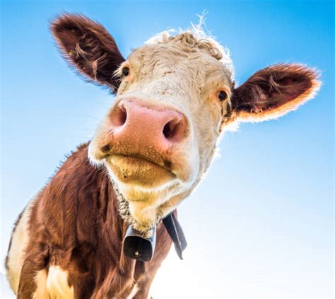 Cow Tongue Stock Photos, Pictures & Royalty-Free Images - iStock