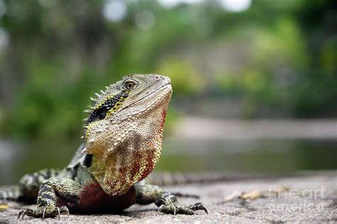 Eastern Water Dragon Photograph by Dr P. Marazzi/science Photo Library - Pixels