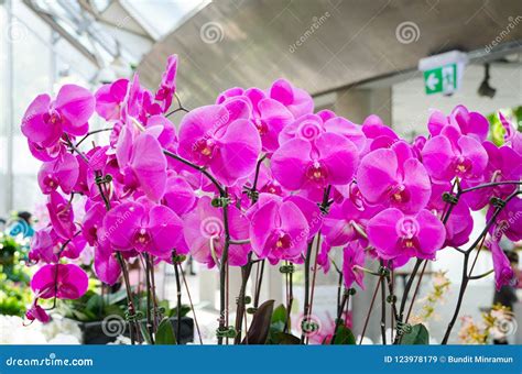 Bunch of Dark Pink Orchids in a Botanic Garden. Stock Image - Image of bunch, design: 123978179