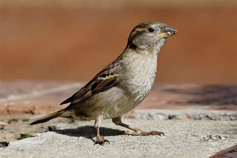 Sparrow in a lead mine—birds adapt to life in contaminated areas