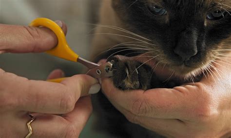 Can I Cut My Cats Nails With Dog Clippers